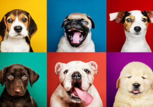 jenis anjing terpopuler