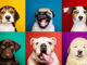 jenis anjing terpopuler
