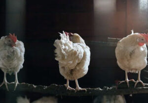 artikel tentang kandang ayam