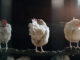 artikel tentang kandang ayam